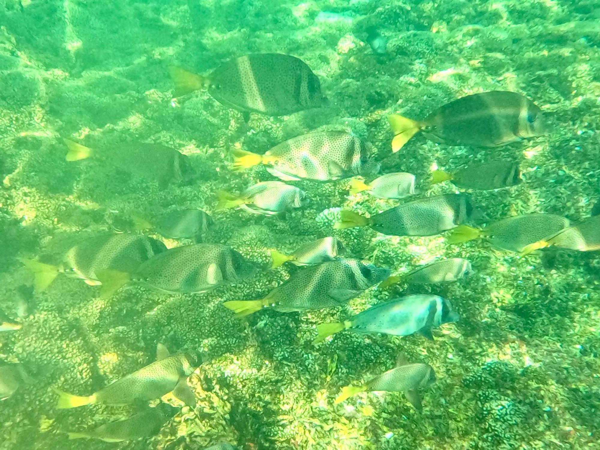 Agua Azul La Villa Santa Cruz Huatulco Eksteriør billede